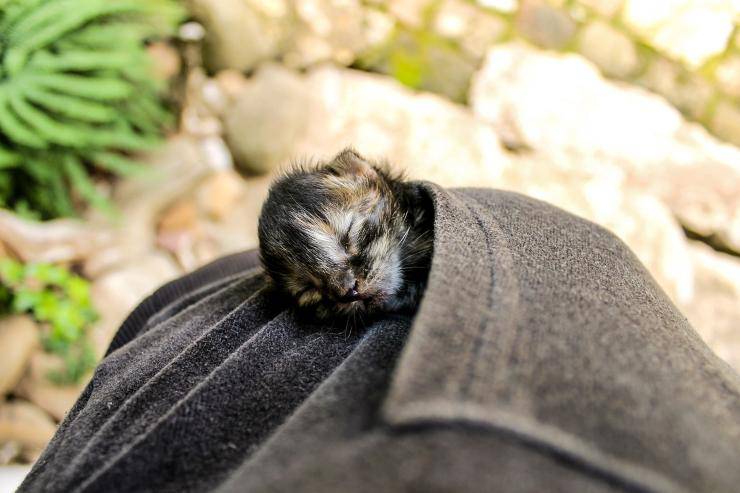 gattino abbandonato cordone ombelicale orentano