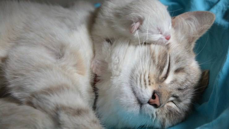 Mamma gatta nell'educazione del gattino