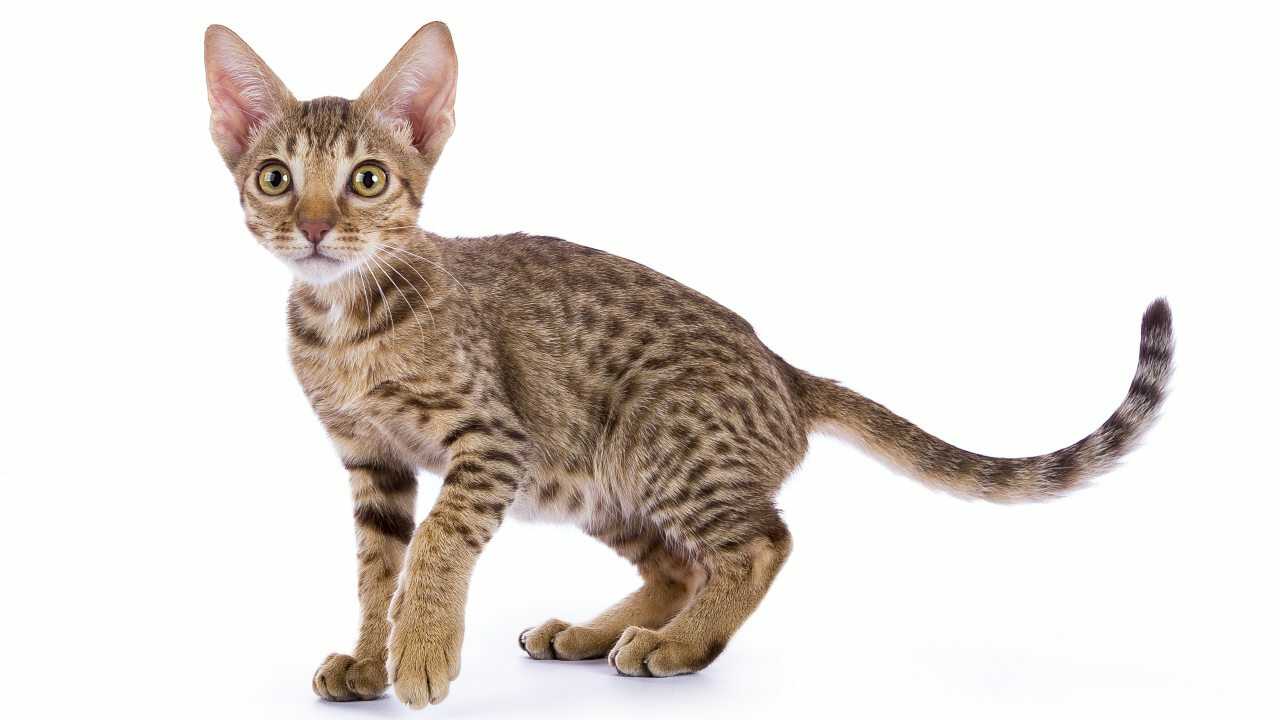 malattie comuni ocicat