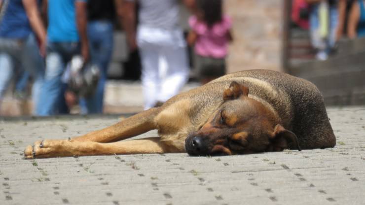 mazara del vallo massacra cane