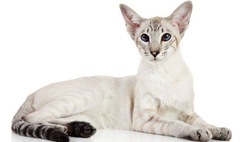 oriental shorthair