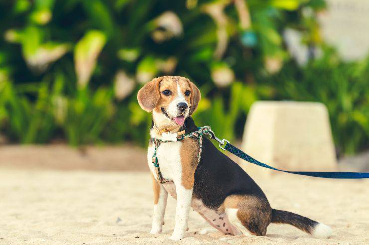 Cagnolino fuori casa