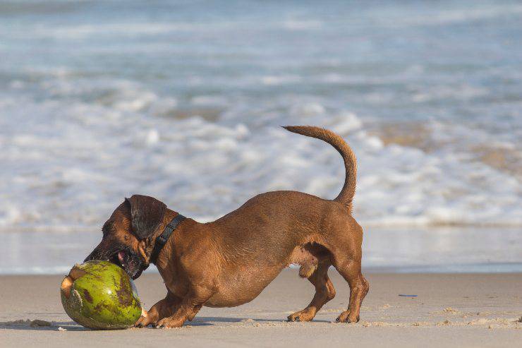 Il cane può mangiare la noce di cocco