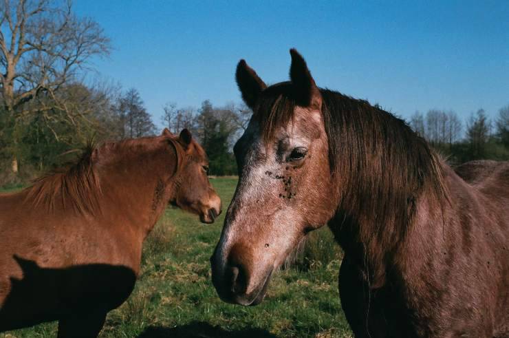 Proteggere il cavallo durante l'estate