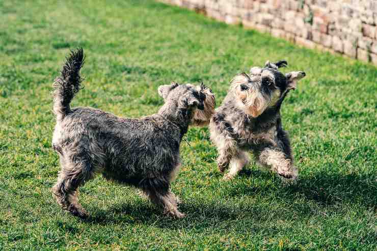 Razze di cani che devono fare più esercizio