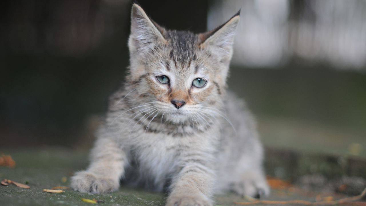 pixiebob longhair malattie comuni