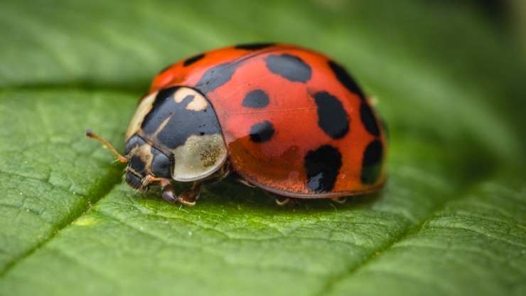 quanti puntini ha una coccinella