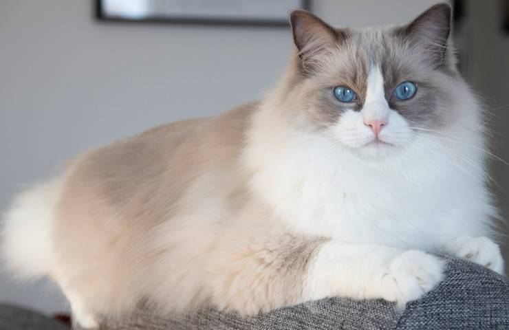 ragdoll