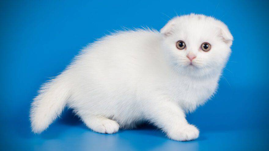 scottish fold