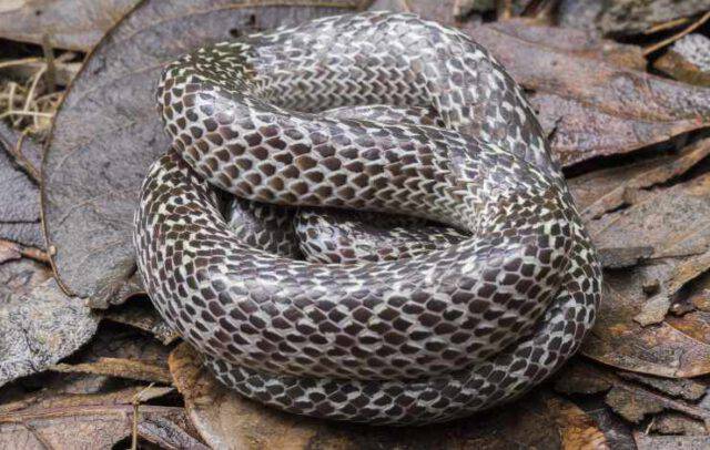 Il Serpente Che Si Morde La Coda