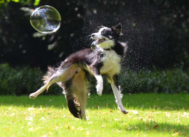 Cagnolino gioca con le bolle di sapone