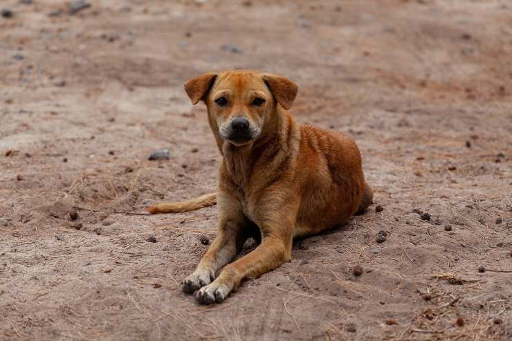 L'espressione del cane randagio (Foto Pixabay)