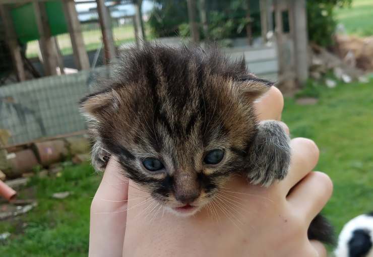 Un gattino della fattoria didattica (Foto Facebook)