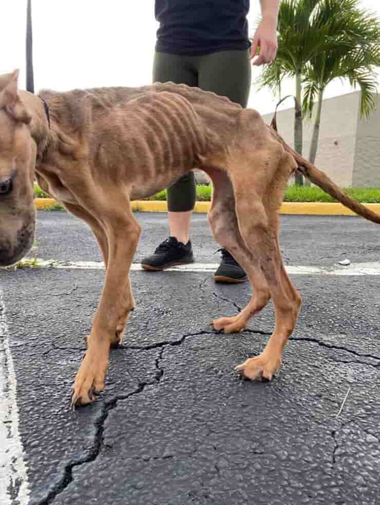 Khaleesi il cane trovato in condizioni di salute pessime lotta per la sua vita dopo il salvataggio (Foto Facebook)