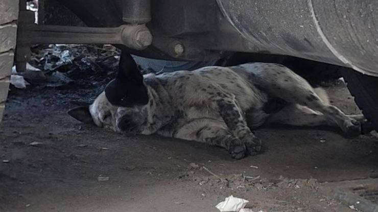 cane vive parcheggio azienda