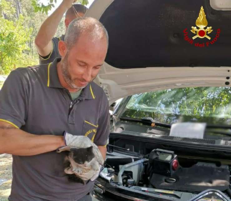 bambina gatto intrappolato auto