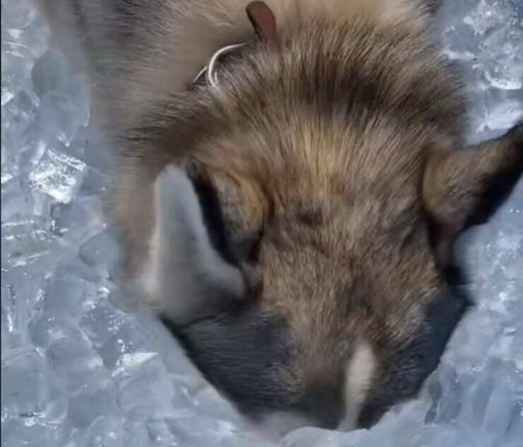 il cane nel ghiaccio (Screen Video)