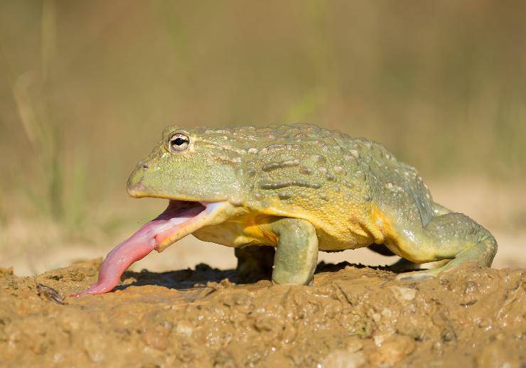 La lingua della rana caratteristiche