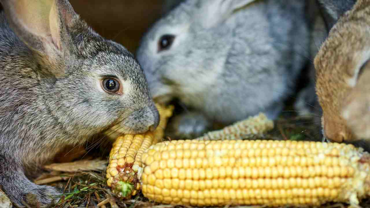 Il coniglio può mangiare il mais?