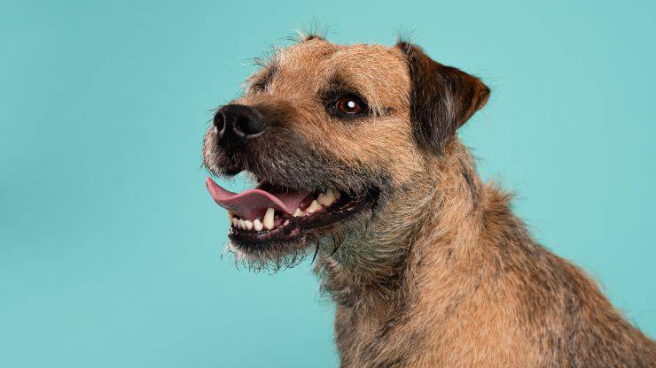 Razze compatibili col Border Terrier