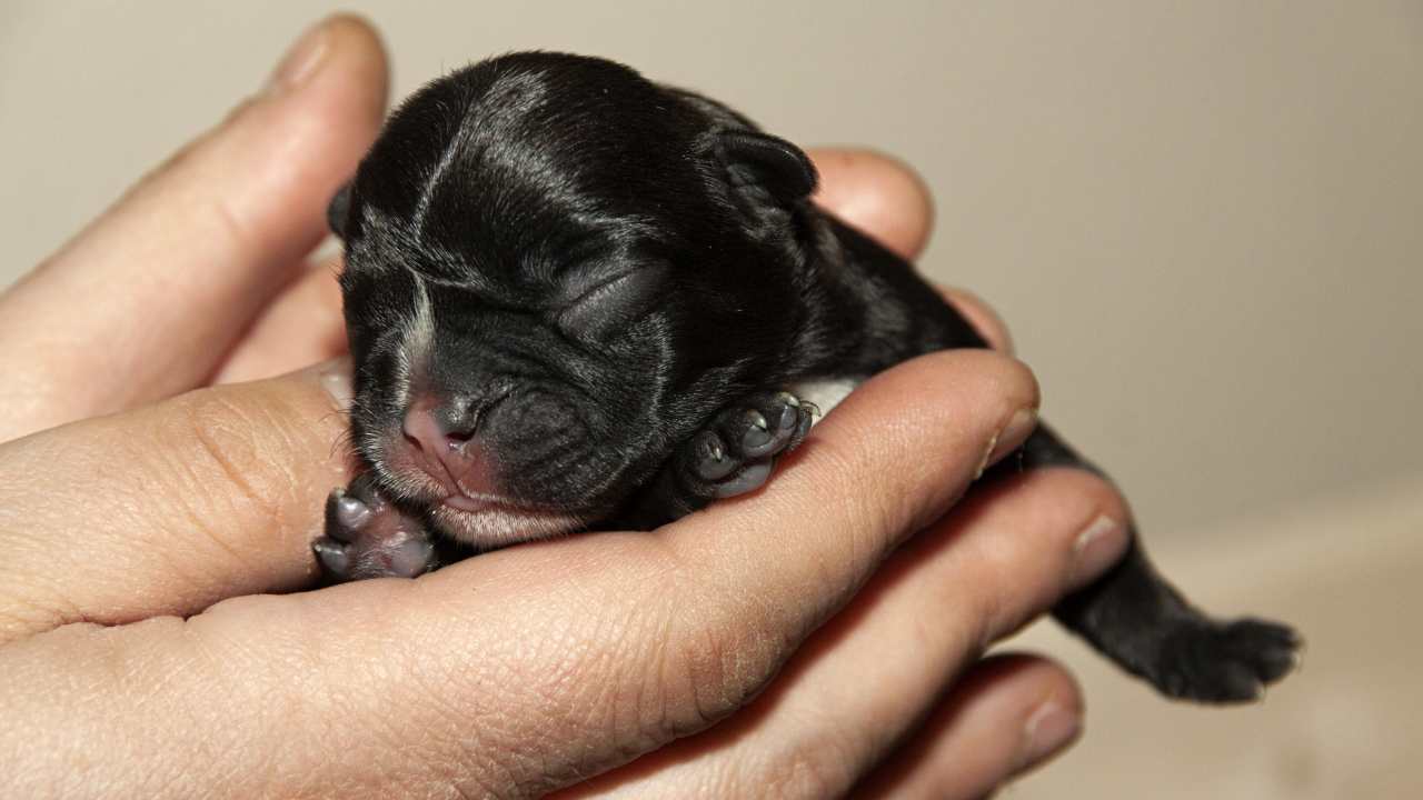 Il riflesso perineale nel cucciolo di cane