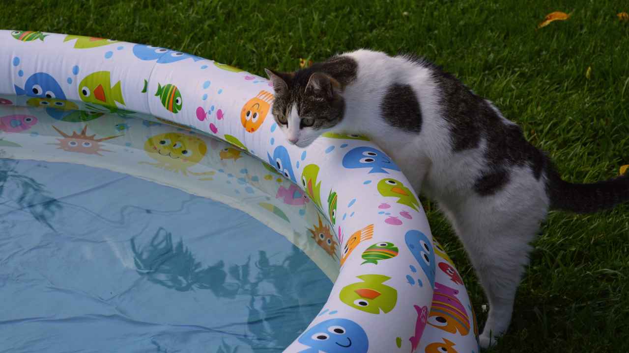 Come scegliere la piscina per il gatto