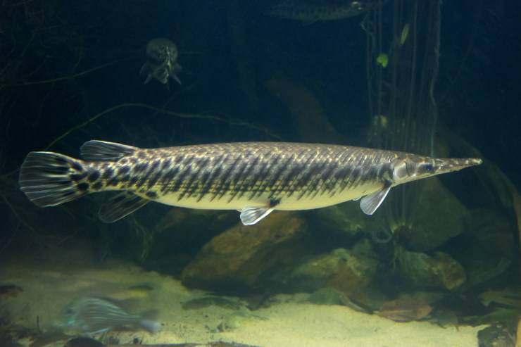 Arapaima