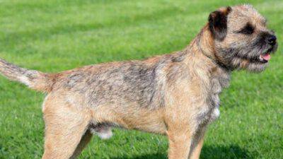 Cura del pelo del Border Terrier
