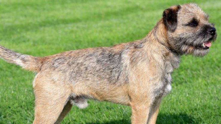 Cura del pelo del Border Terrier