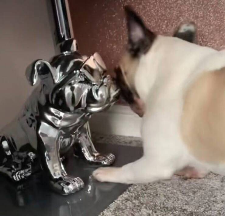 Bulldog contro statua (Screen video Tik Tok)