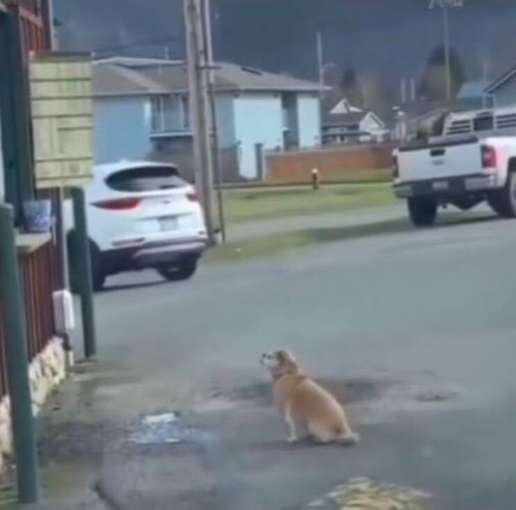 Cagnolino aspetta il suo cibo (Screen video Tik Tok)