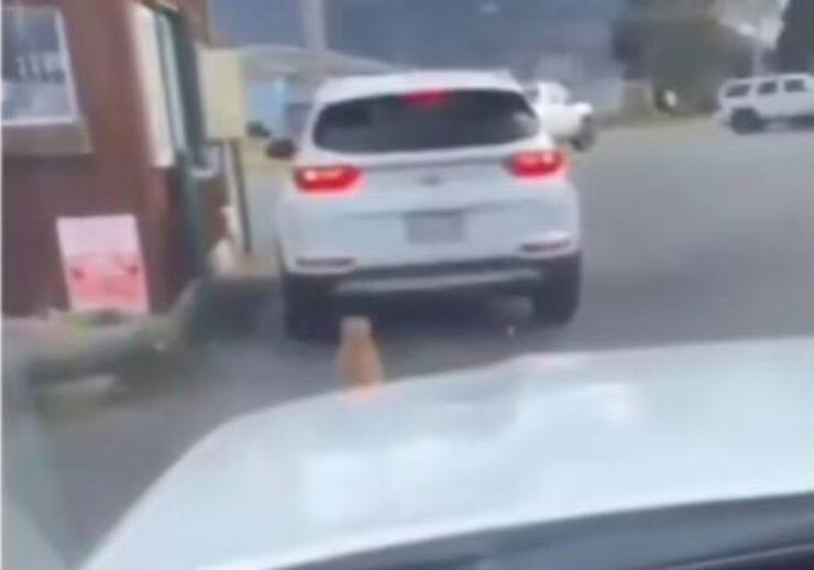 Cagnolino in fila per ricevere cibo al Drive di un Fast Food (Screen video Tik Tok)