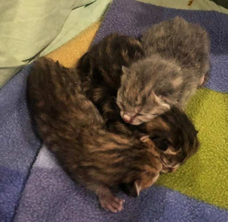 cucciolata quattro gattini