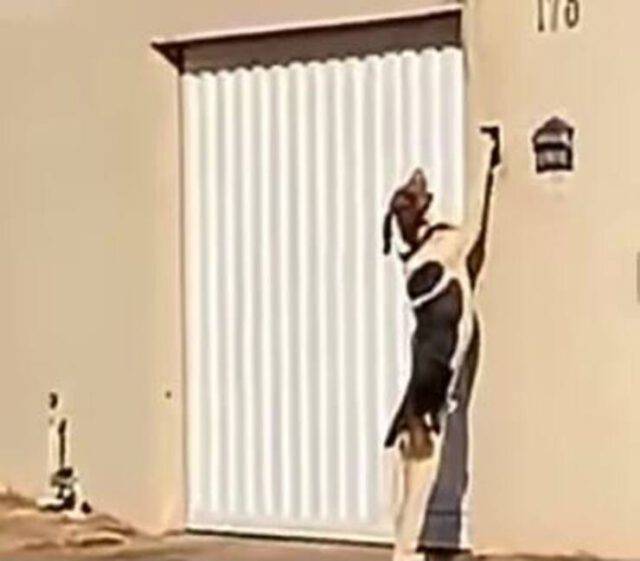 Il cane che per entrare in casa suona il campanello (VIDEO)