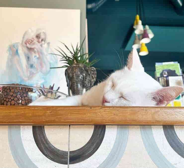 Gattino in un Animal Cafè (Screen Instagram)