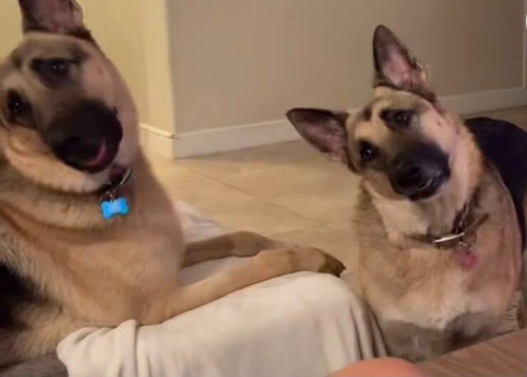 Hazel e Motley reagiscono alla telefonata della loro padrona (Screen video Tik Tok)