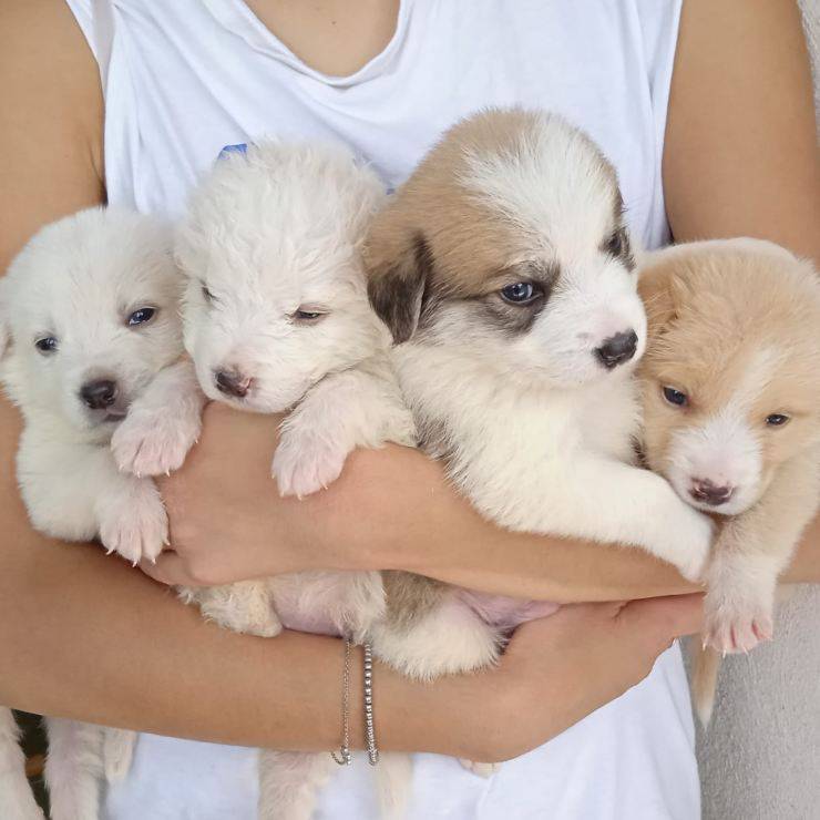 Quattro Cuccioli Cane Cercano Casa
