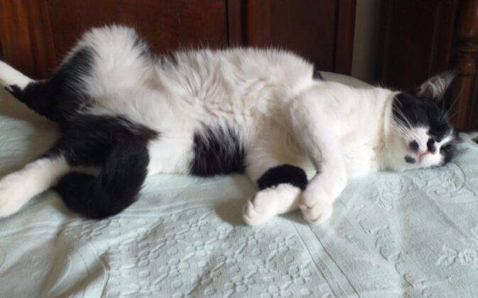 Gatto Fa Il Pane Sulla Coperta