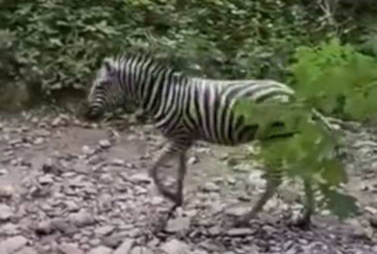 Zebra Achille Fuga Video