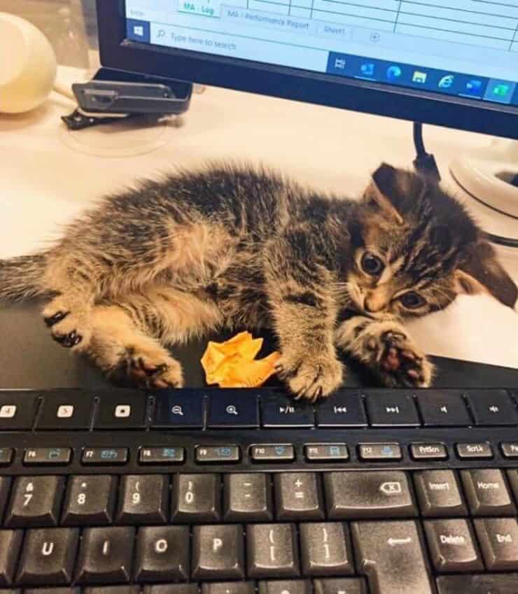 L'adorabile gattino (Screen Facebook)