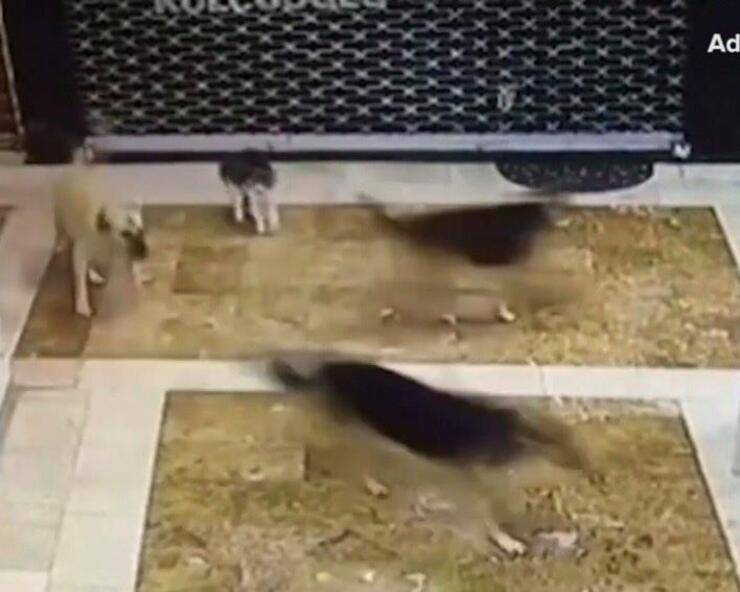 Mamma gatta salva gattino da attacco cani (Screen video Youtube)