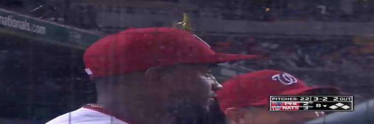 Mantide religiosa sul cappello di Victor Robles (Screen video Twitter)