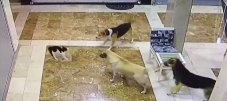 Micino in difficoltà davanti a tre grandi cani (Screen video Youtube)