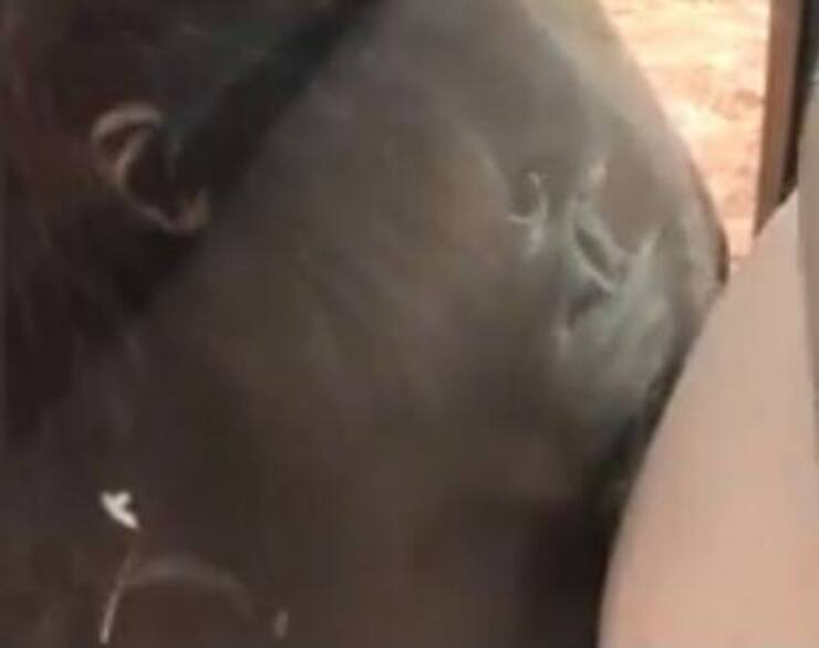 Orango bacia pancione mamma attraverso il vetro (Screen video Youtube)