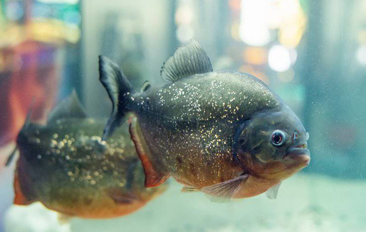 piranha