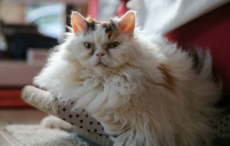 Selkirk Rex Longhair