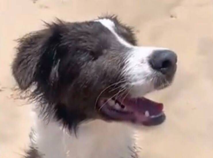 Stevie sente per la prima volta il mare (Screen video Youtube)