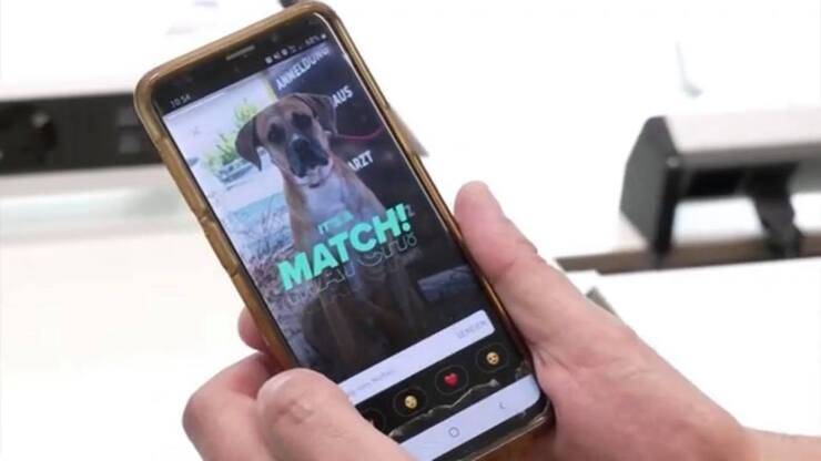 Un nuovo modo per adottare gli animali su Tinder (Screen video Youtube)