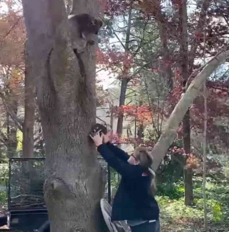 Volontaria riunisce mamma koala con il suo piccolo (Screen video Facebook)