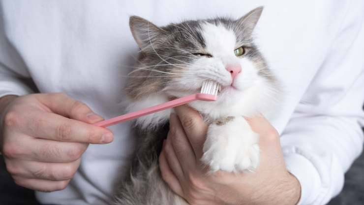 abituare gatto a lavarsi i denti